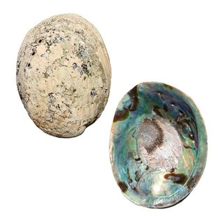 Paua Shell - Natural