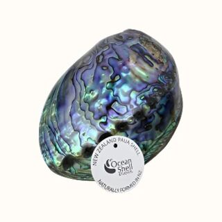 Polished Paua Shell